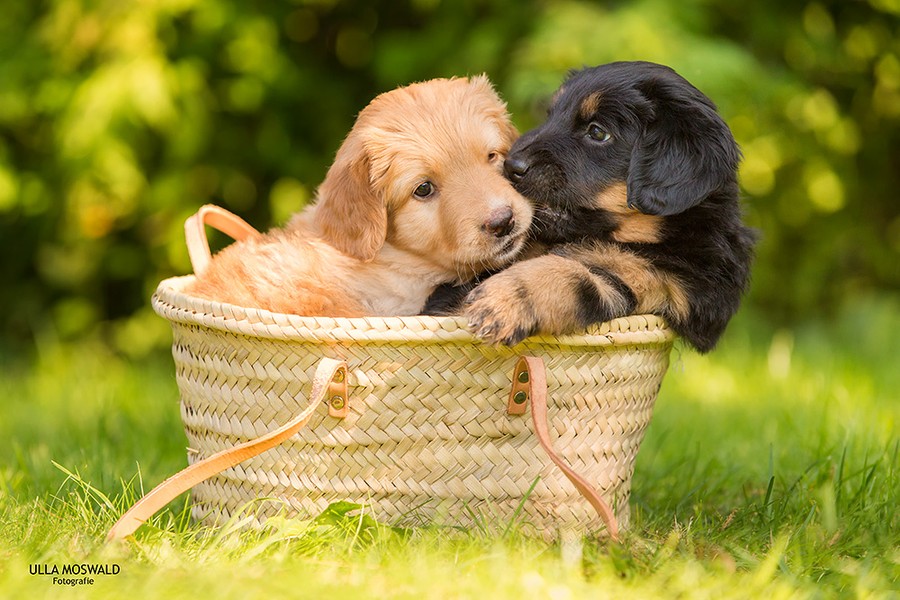 Twee Hovawart-pups samen in een mand
