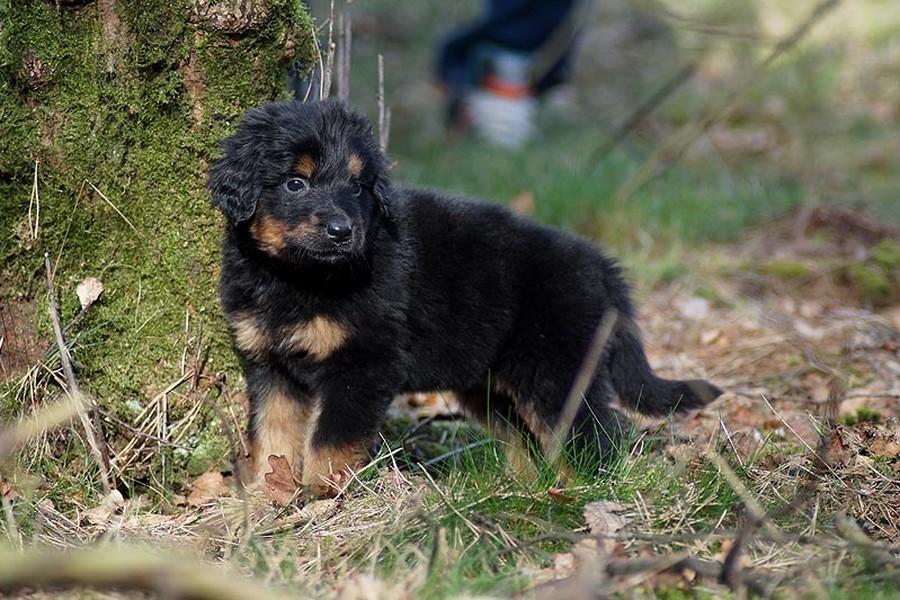 Twee Hovawart-pups samen in een mand
